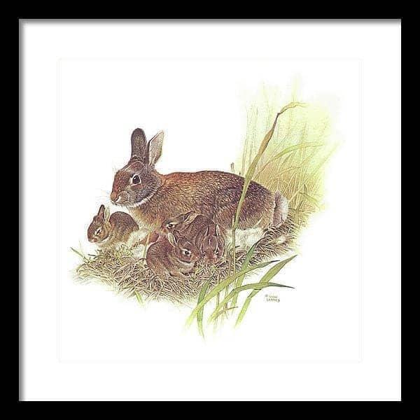 Cottontail Rabbit - Framed Print | Artwork by Glen Loates