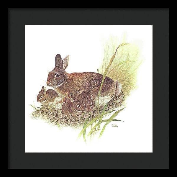 Cottontail Rabbit - Framed Print | Artwork by Glen Loates