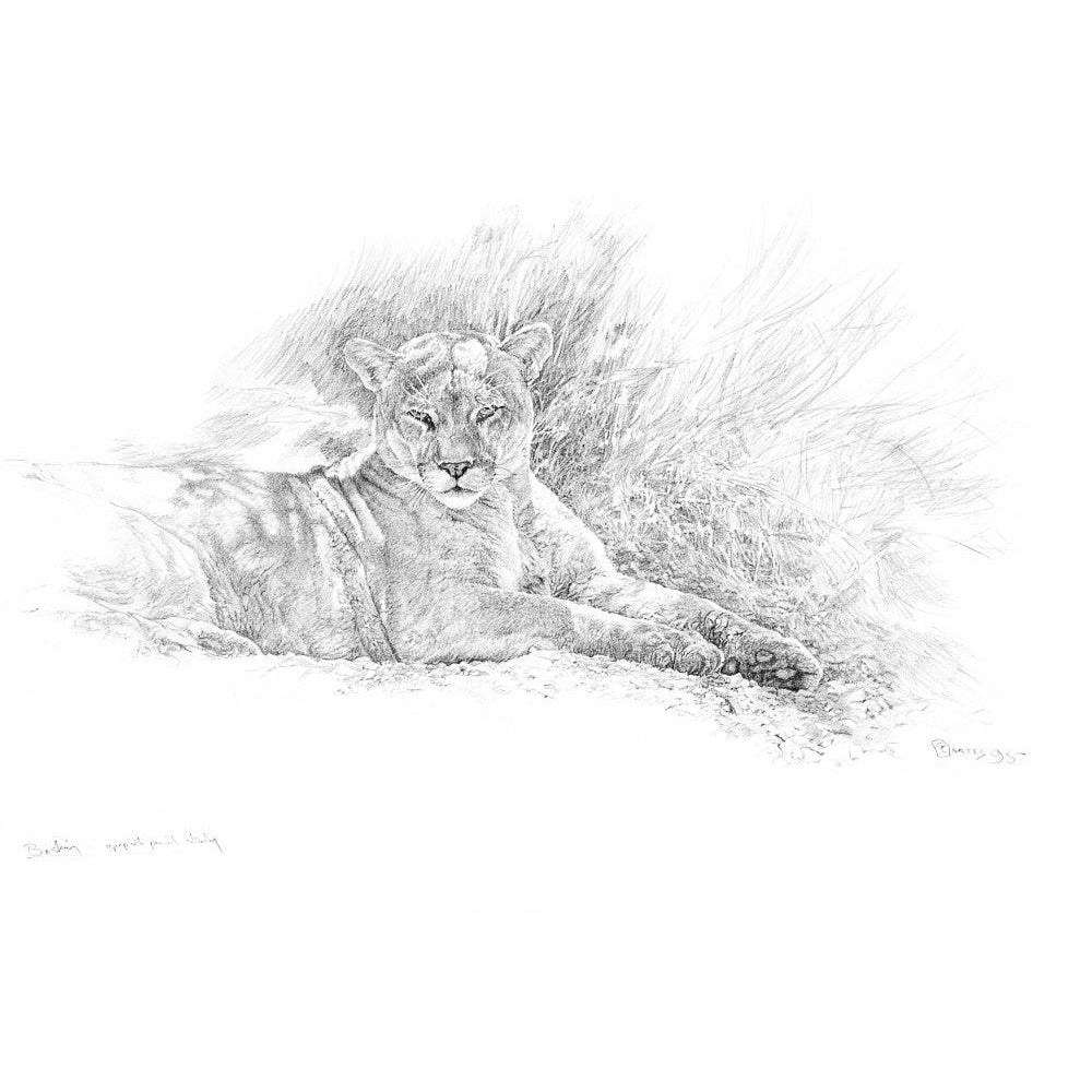 Cougar Basking - Canvas Print | Artwork by Glen Loates
