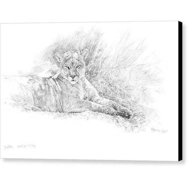 Cougar Basking by Glen Loates, gallery canvas with black wrapped edges