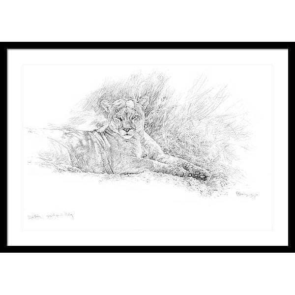 Cougar Basking - Framed Print | Artwork by Glen Loates