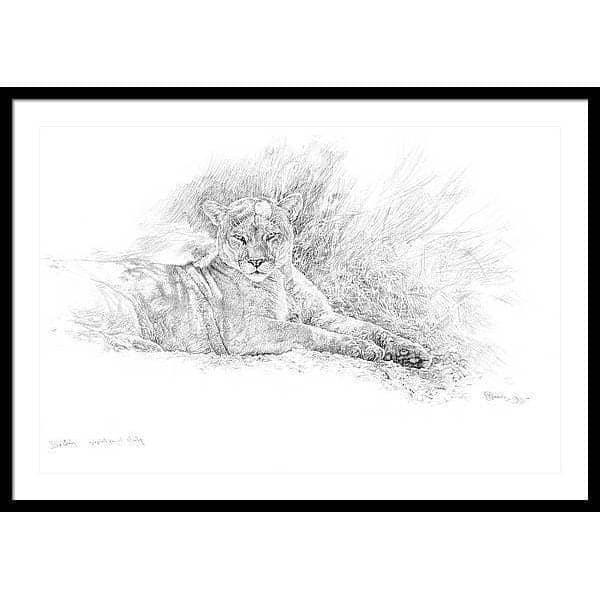 Cougar Basking - Framed Print | Artwork by Glen Loates