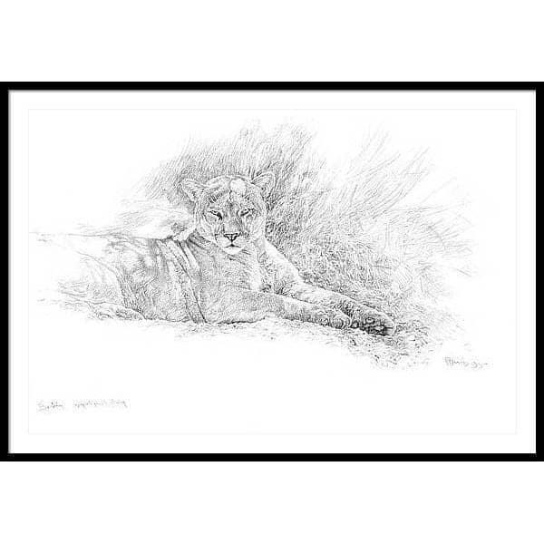 Cougar Basking - Framed Print | Artwork by Glen Loates