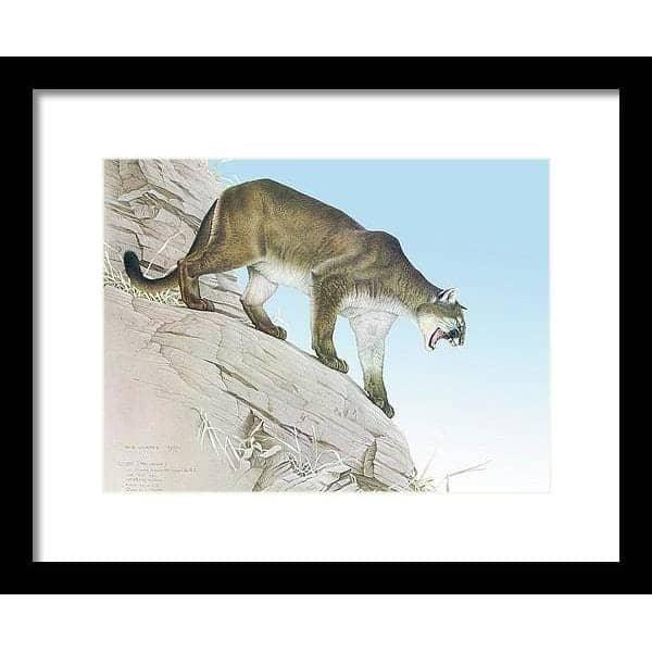Cougar by Glen Loates, framed piece in a black frame with a white mat