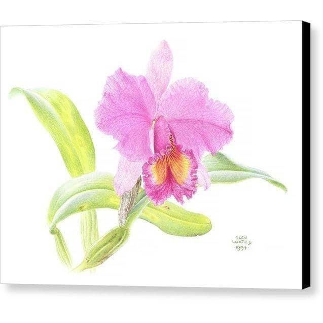 Crimson Cattleya Orchid - Canvas Print | Artwork by Glen Loates