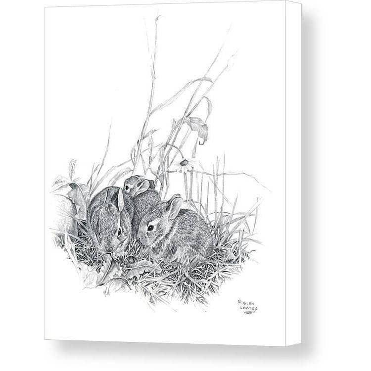 Lapins à queue blanche de l'Est par Glen Loates, toile de galerie : un dessin au crayon de jeunes lapins à queue blanche blottis dans un nid d’herbes