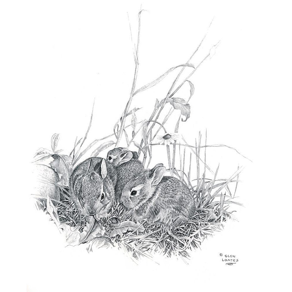 Eastern Cottontail Bunnies - Canvas Print | Artwork by Glen Loates