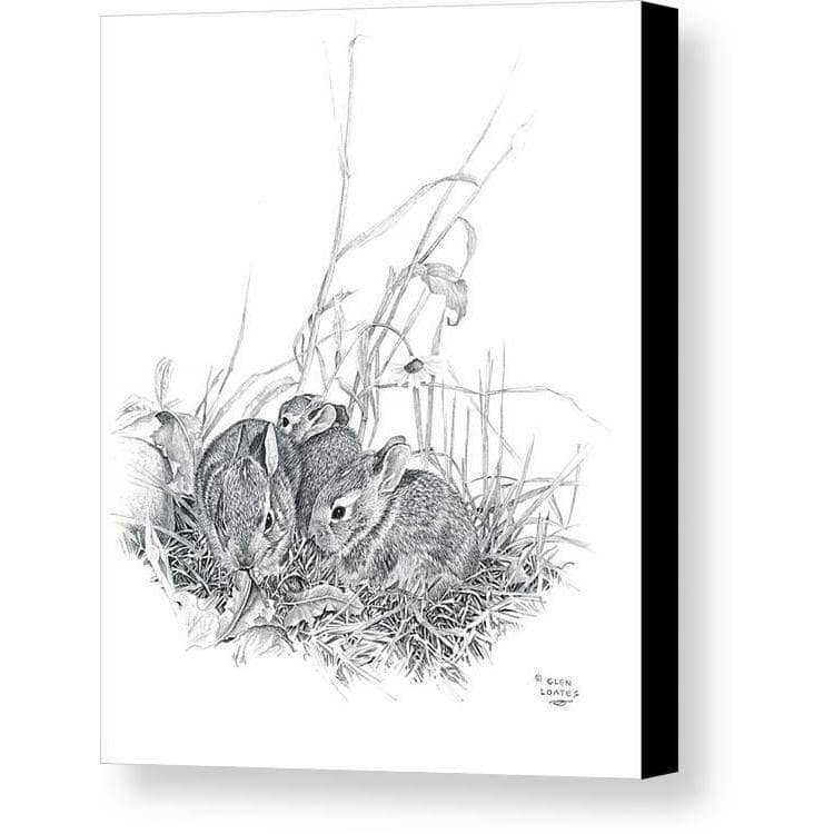 Eastern Cottontail Bunnies - Canvas Print | Artwork by Glen Loates
