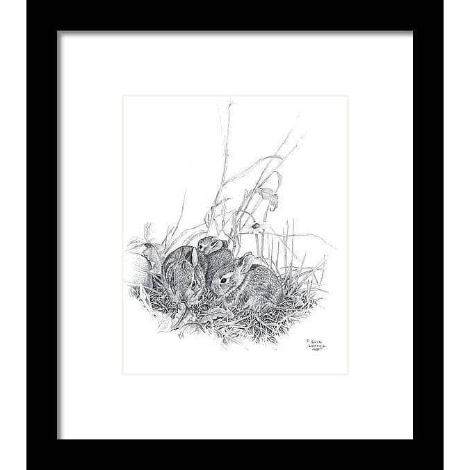 Eastern Cottontail Bunnies - Framed Print | Artwork by Glen Loates
