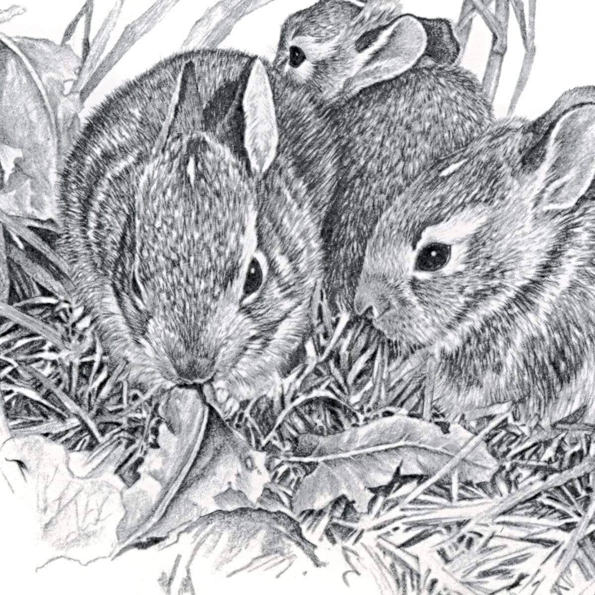 Eastern Cottontail Bunnies - Framed Print | Artwork by Glen Loates