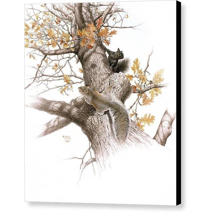 Eastern Gray Squirrels - Canvas Print | Artwork by Glen Loates