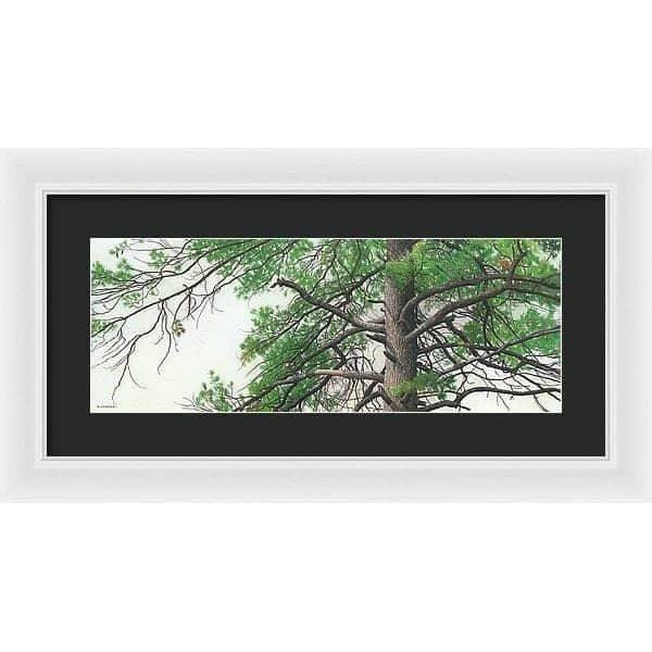 Eastern White Pine - Framed Print | Artwork by Glen Loates