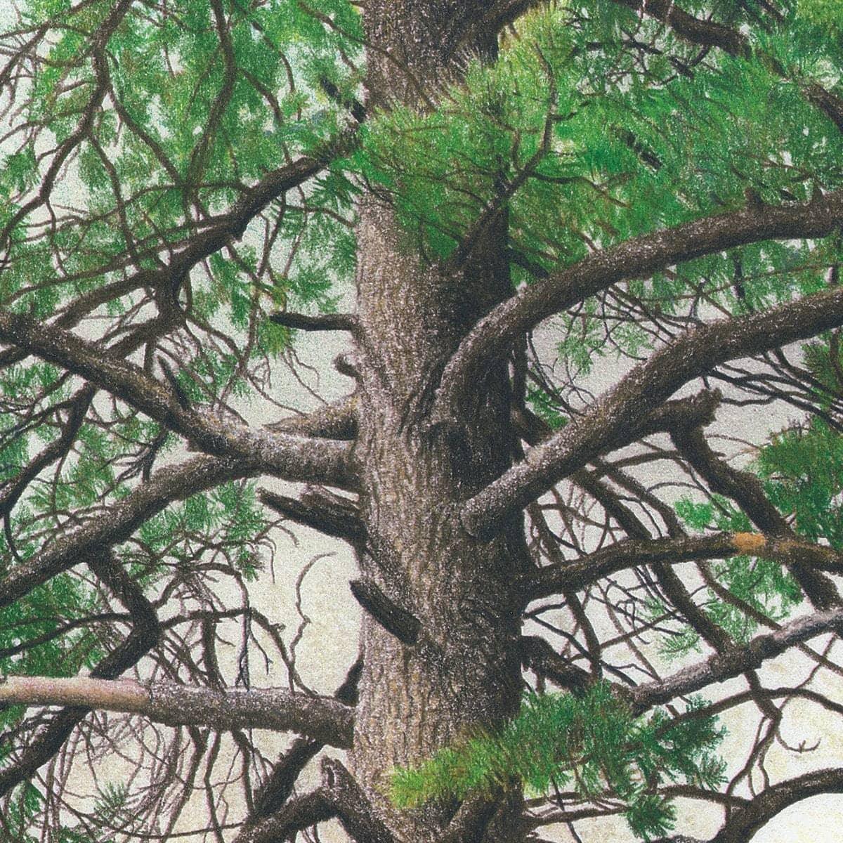 Eastern White Pine - Framed Print | Artwork by Glen Loates