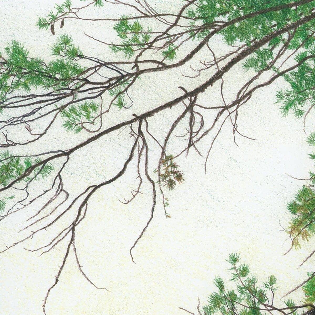 Eastern White Pine - Framed Print | Artwork by Glen Loates
