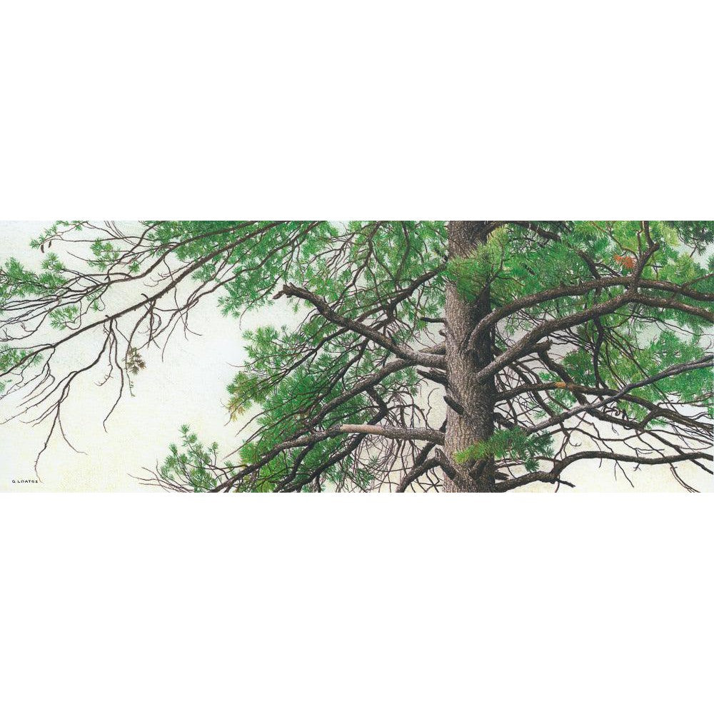 Eastern White Pine - Framed Print | Artwork by Glen Loates