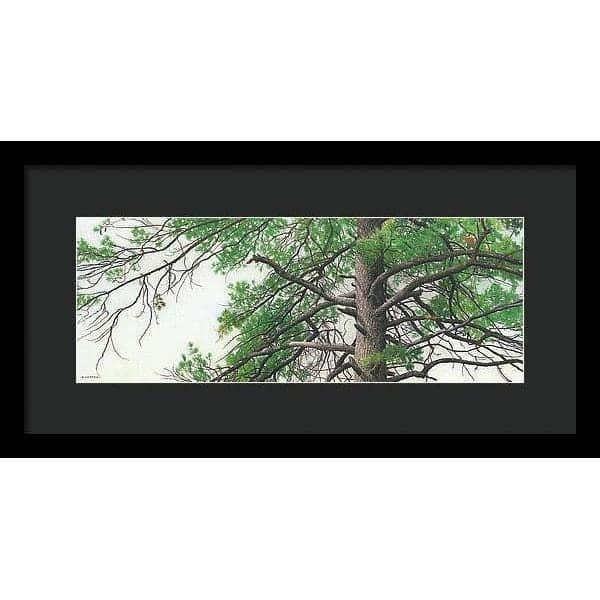 Eastern White Pine - Framed Print | Artwork by Glen Loates