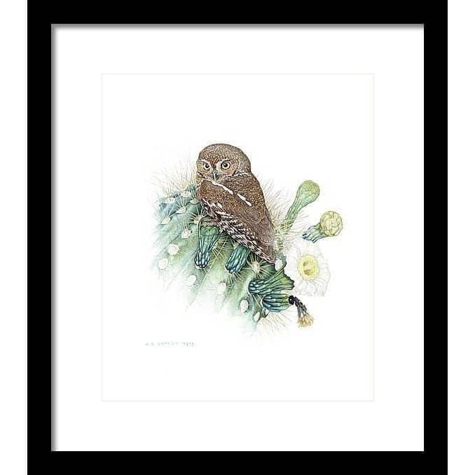 Elf Owl - Framed Print | Artwork by Glen Loates