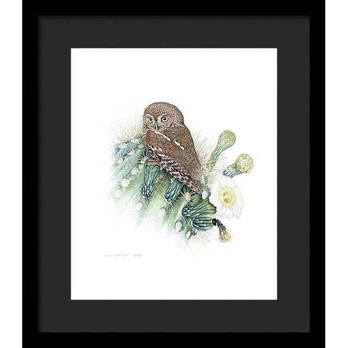 Elf Owl - Framed Print | Artwork by Glen Loates