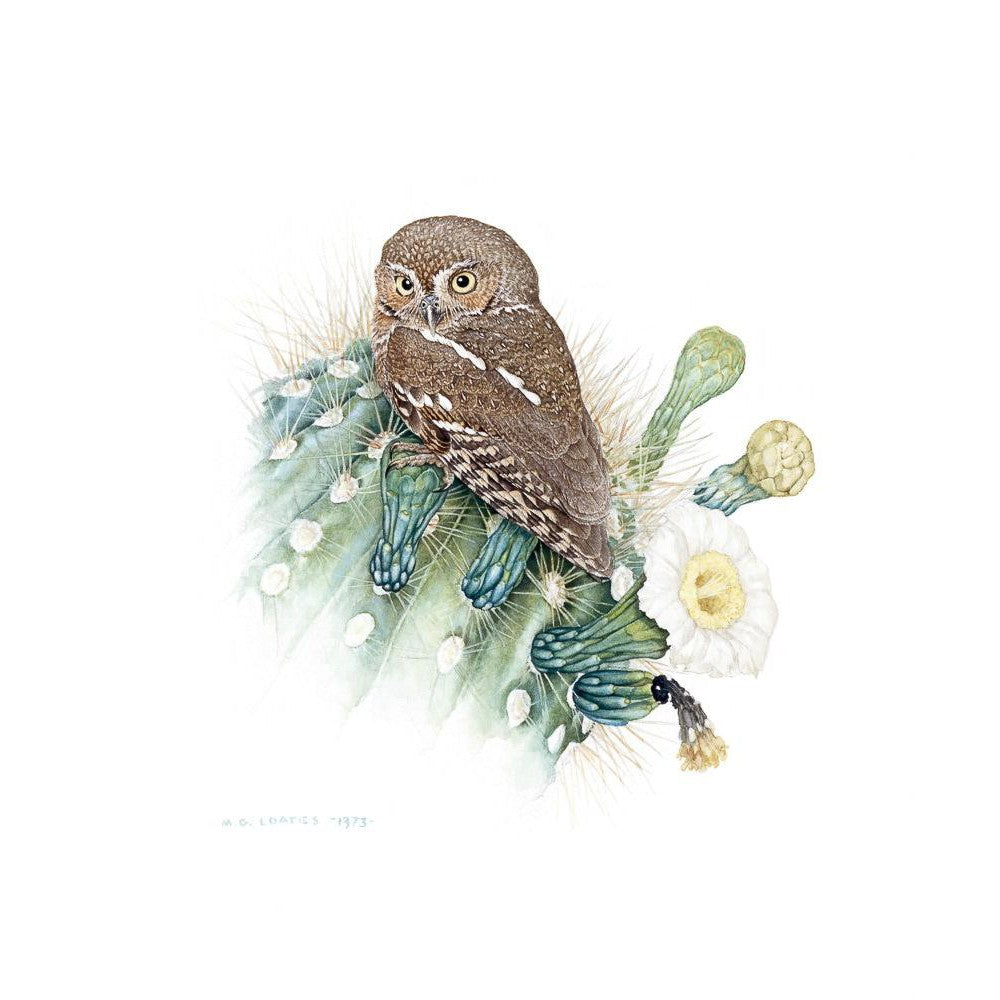 Elf Owl - Framed Print | Artwork by Glen Loates