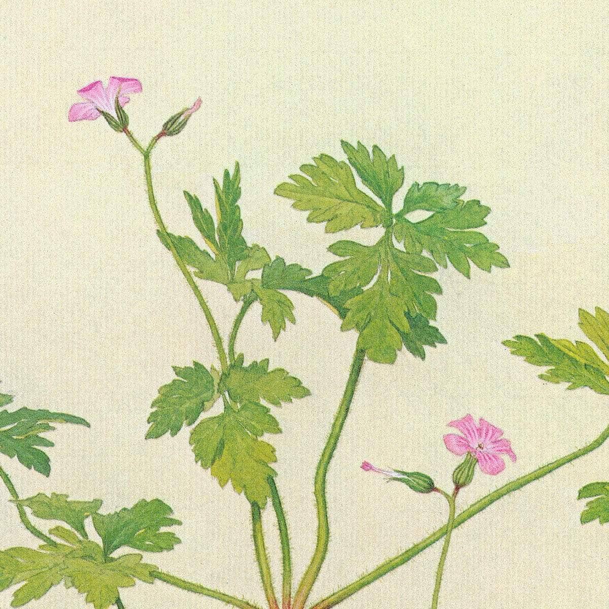 False Solomon's Seal and Herb-Robert Study - Canvas Print | Artwork by Glen Loates