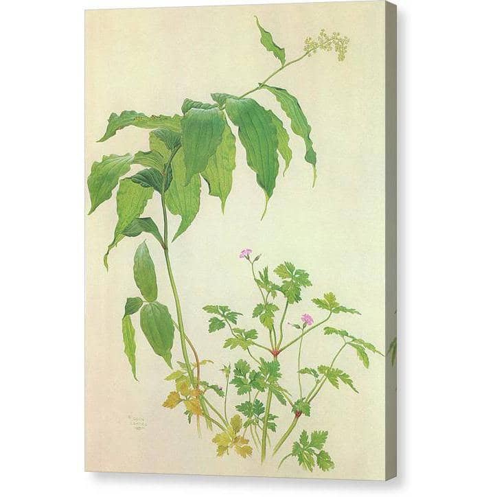 False Solomon's Seal and Herb-Robert Study - Canvas Print | Artwork by Glen Loates