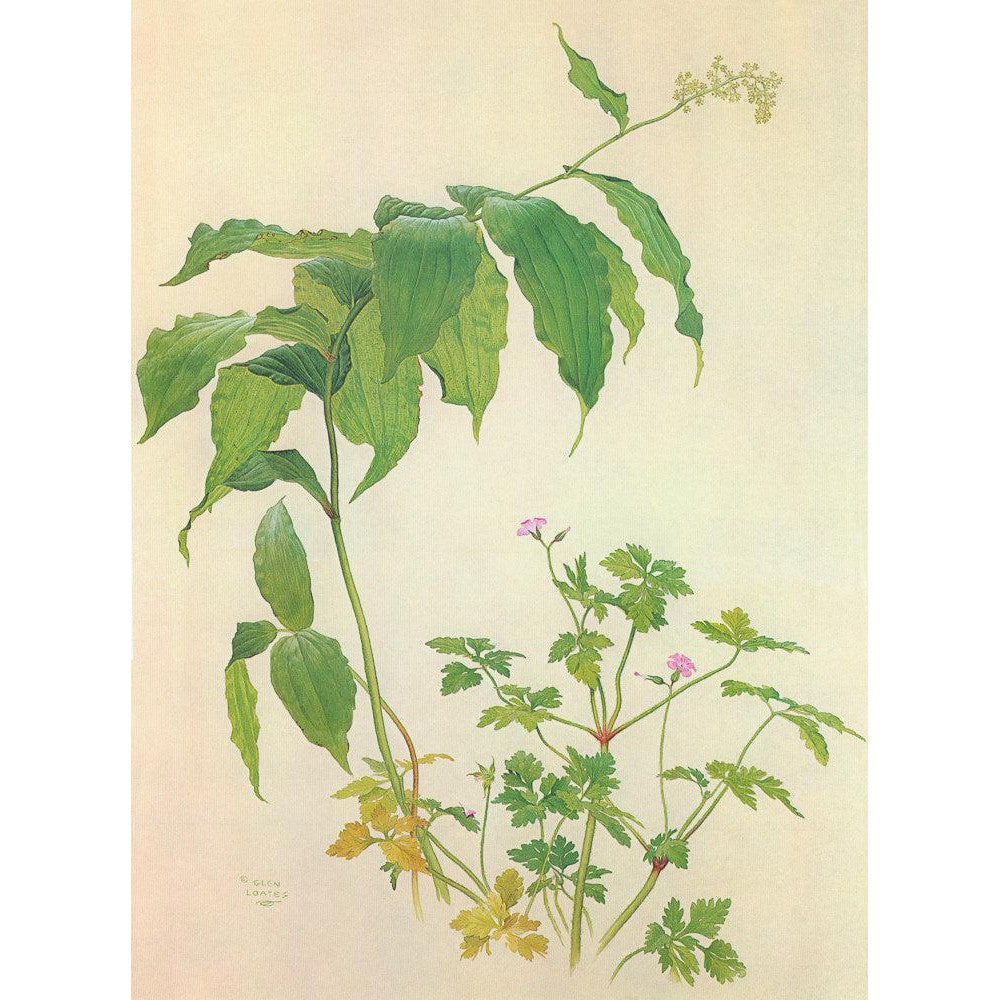 False Solomon's Seal and Herb-Robert Study - Canvas Print | Artwork by Glen Loates