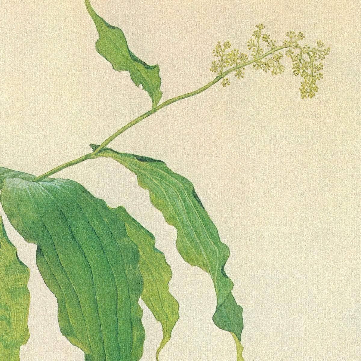 False Solomon's Seal and Herb-Robert Study - Canvas Print | Artwork by Glen Loates