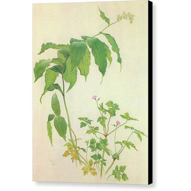 False Solomon's Seal and Herb-Robert Study - Canvas Print | Artwork by Glen Loates