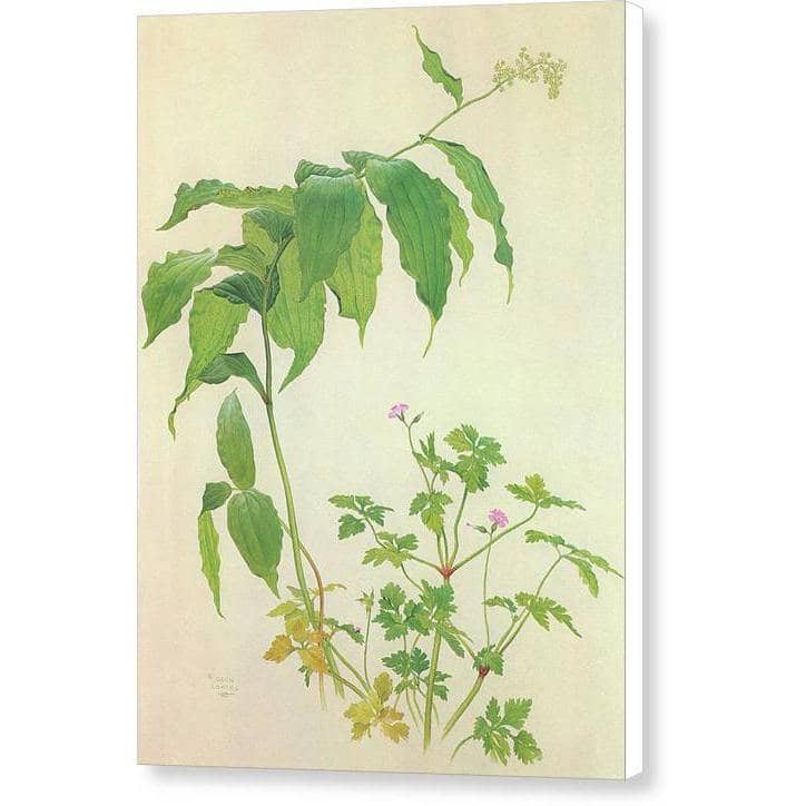 False Solomon's Seal and Herb-Robert Study - Canvas Print | Artwork by Glen Loates