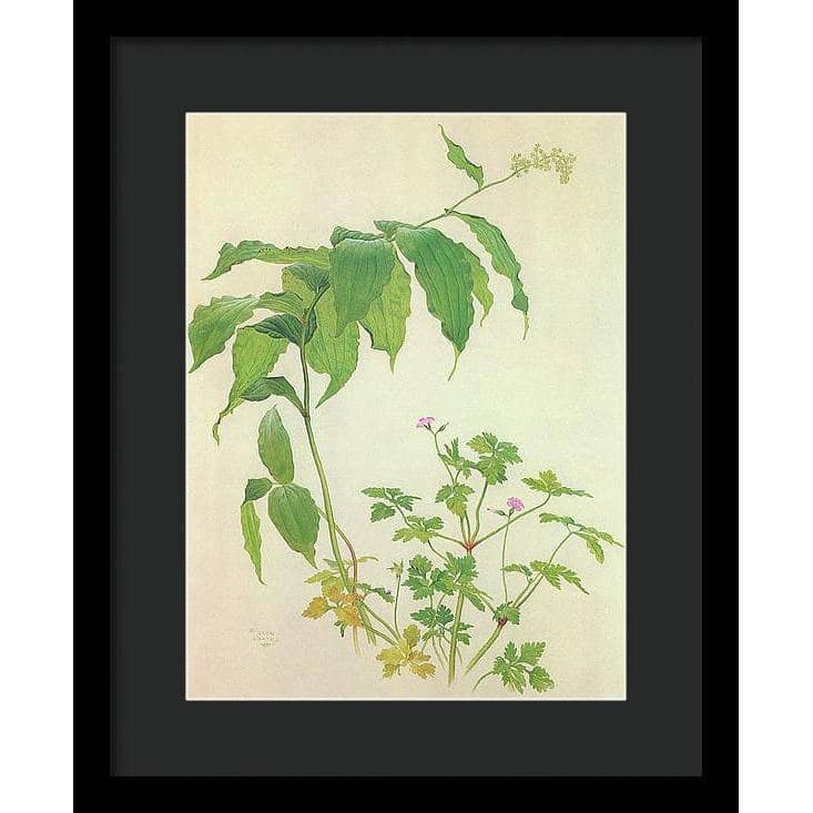 False Solomon's Seal and Herb-Robert Study - Framed Print | Artwork by Glen Loates