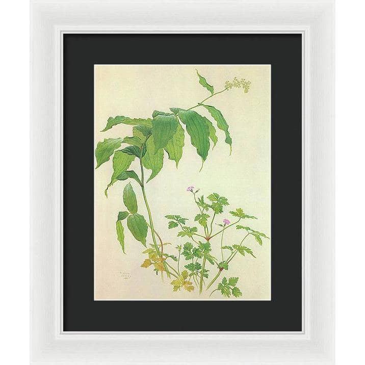 False Solomon's Seal and Herb-Robert Study - Framed Print | Artwork by Glen Loates