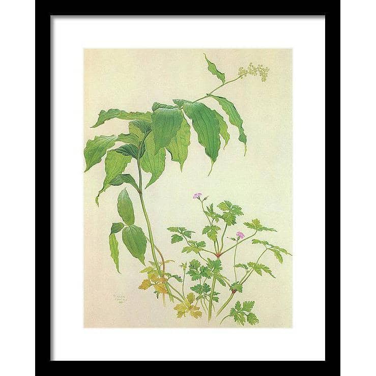 False Solomon's Seal and Herb-Robert Study - Framed Print | Artwork by Glen Loates