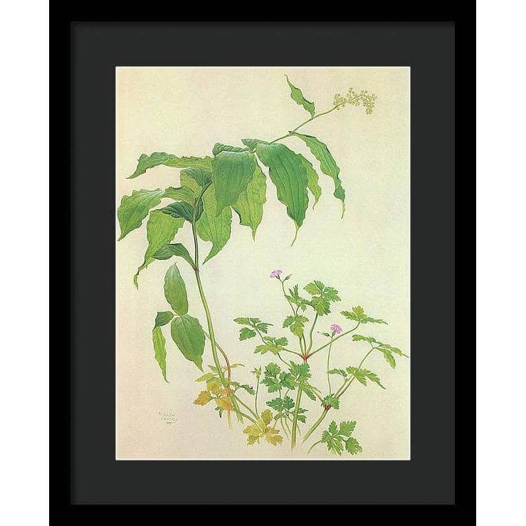 False Solomon's Seal and Herb-Robert Study - Framed Print | Artwork by Glen Loates