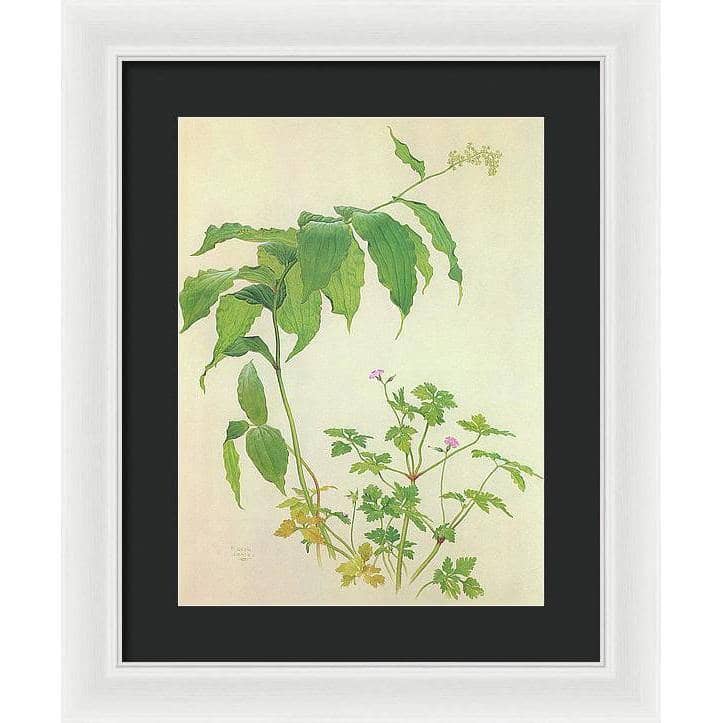 False Solomon's Seal and Herb-Robert Study - Framed Print | Artwork by Glen Loates