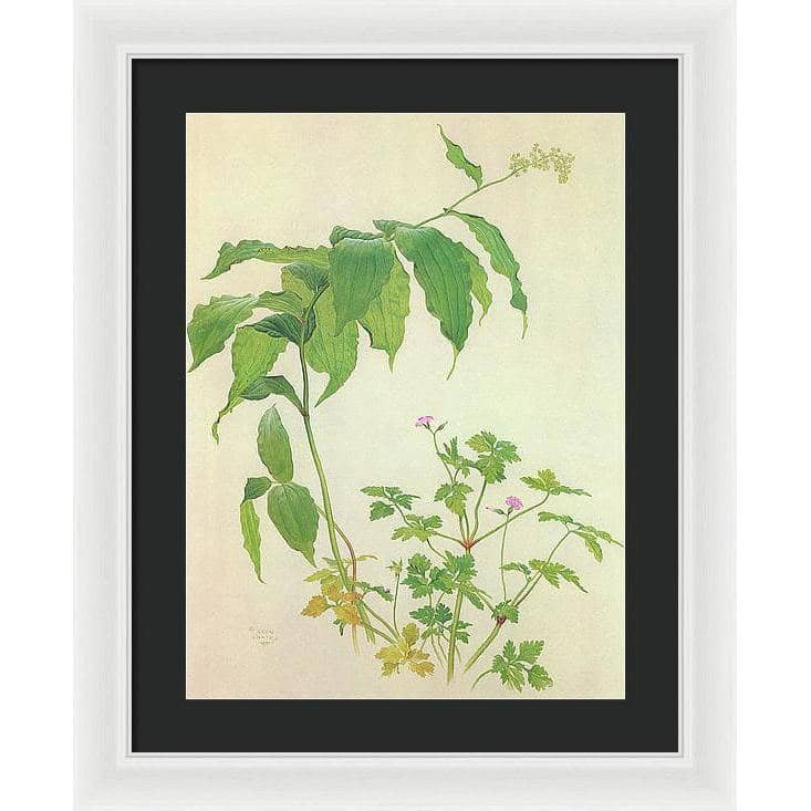 False Solomon's Seal and Herb-Robert Study - Framed Print | Artwork by Glen Loates