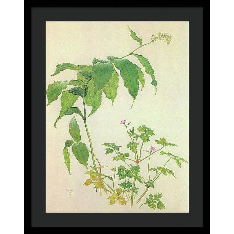 False Solomon's Seal and Herb-Robert Study - Framed Print | Artwork by Glen Loates