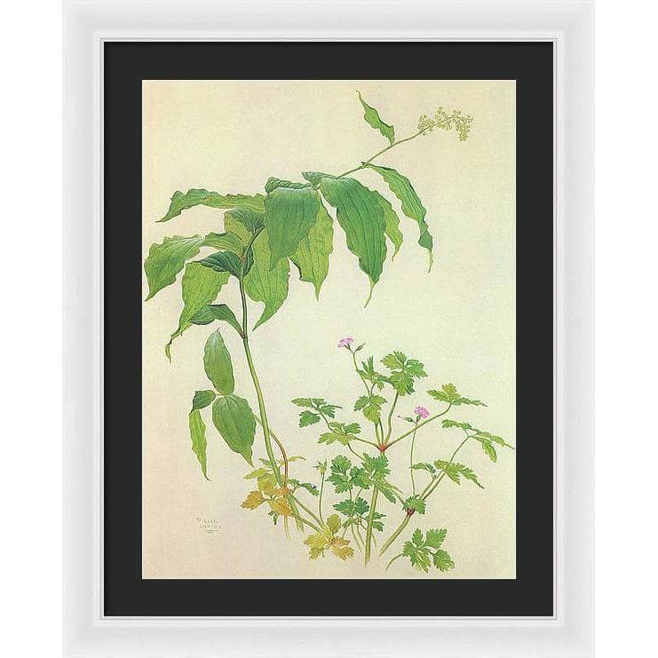 False Solomon's Seal and Herb-Robert Study - Framed Print | Artwork by Glen Loates