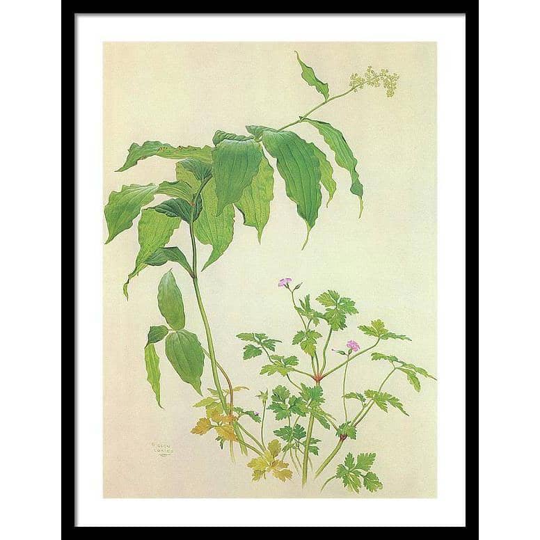 False Solomon's Seal and Herb-Robert Study - Framed Print | Artwork by Glen Loates
