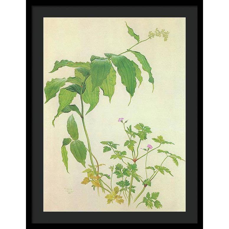False Solomon's Seal and Herb-Robert Study - Framed Print | Artwork by Glen Loates