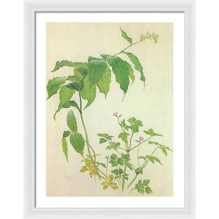 False Solomon's Seal and Herb-Robert Study - Framed Print | Artwork by Glen Loates