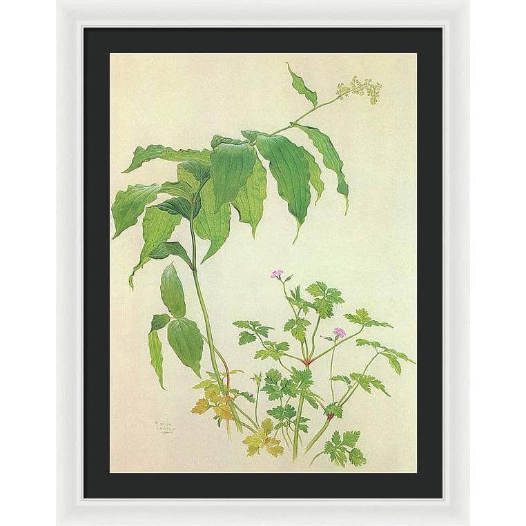 False Solomon's Seal and Herb-Robert Study - Framed Print | Artwork by Glen Loates
