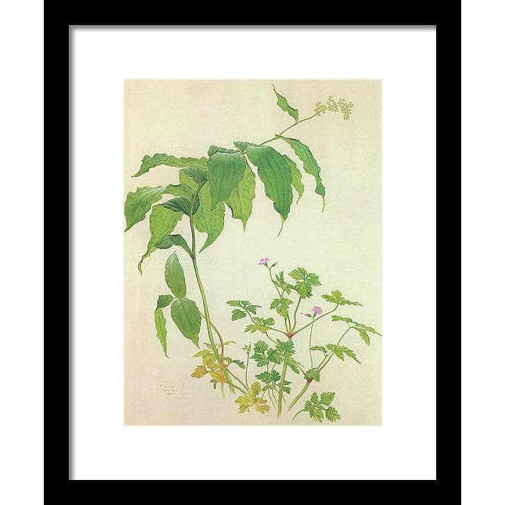 False Solomon's Seal and Herb-Robert Study - Framed Print | Artwork by Glen Loates