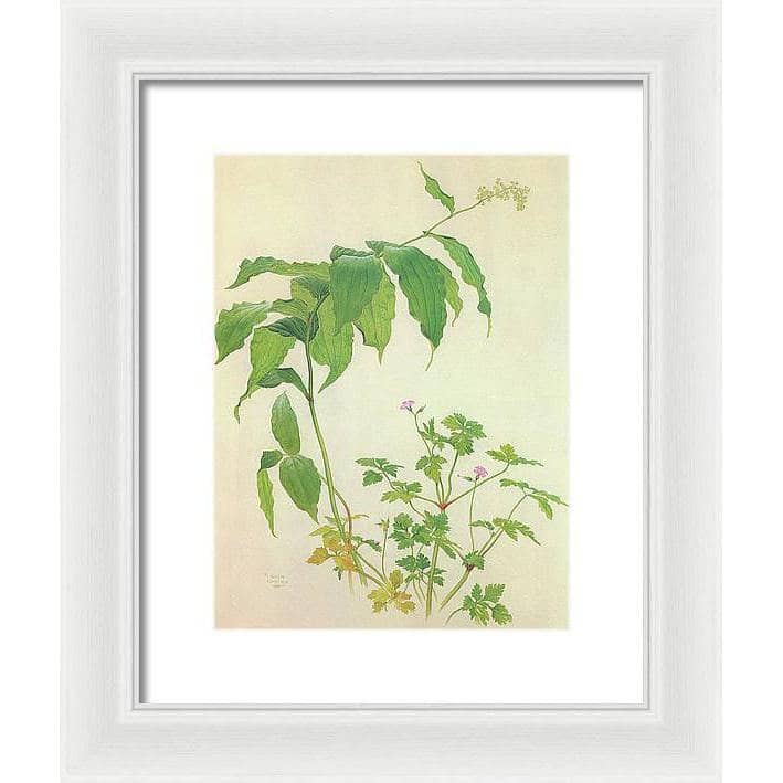 False Solomon's Seal and Herb-Robert Study - Framed Print | Artwork by Glen Loates