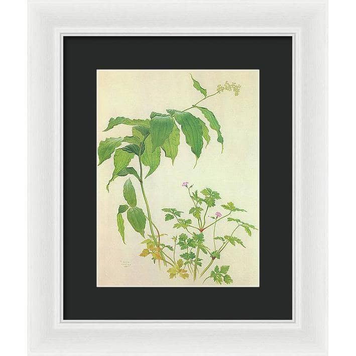 False Solomon's Seal and Herb-Robert Study - Framed Print | Artwork by Glen Loates