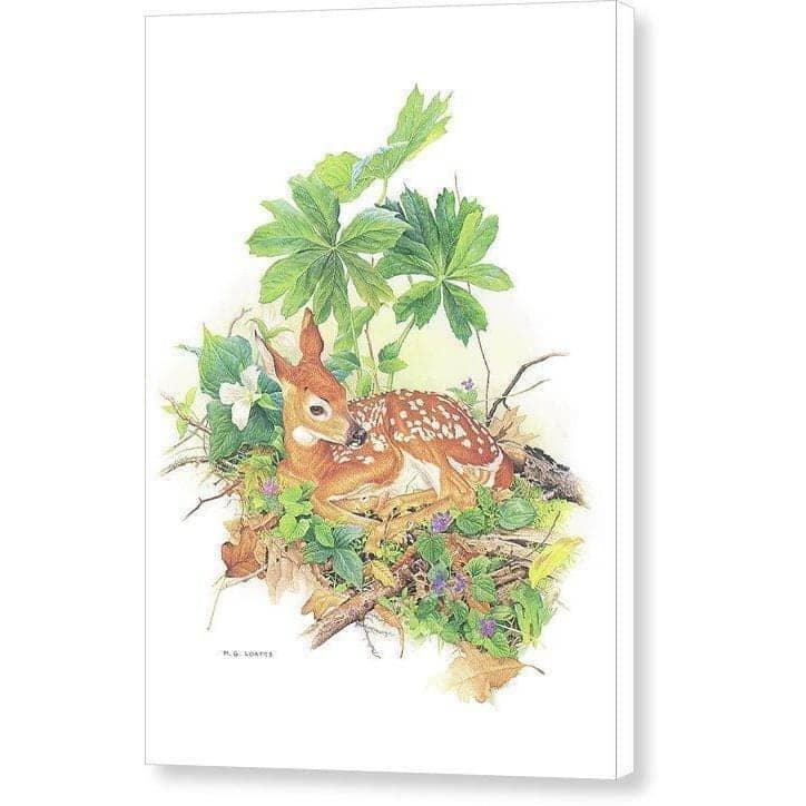 Fawn par Glen Loates, toile de galerie : un faon tacheté blotti parmi les plantes des sous-bois et les fleurs sauvages