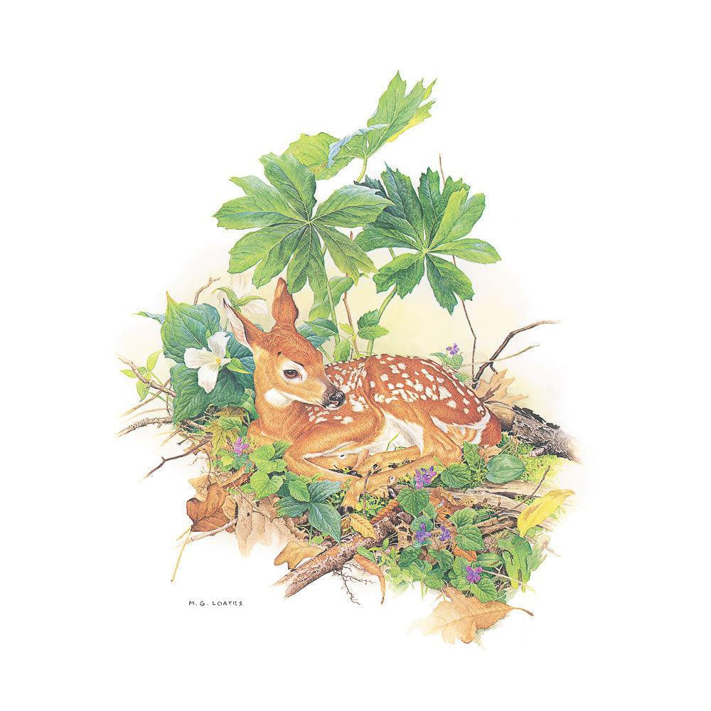 Fawn - Canvas Print | Artwork by Glen Loates