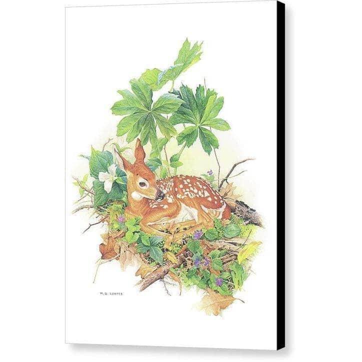 Fawn par Glen Loates, toile de galerie aux bords enveloppés noirs