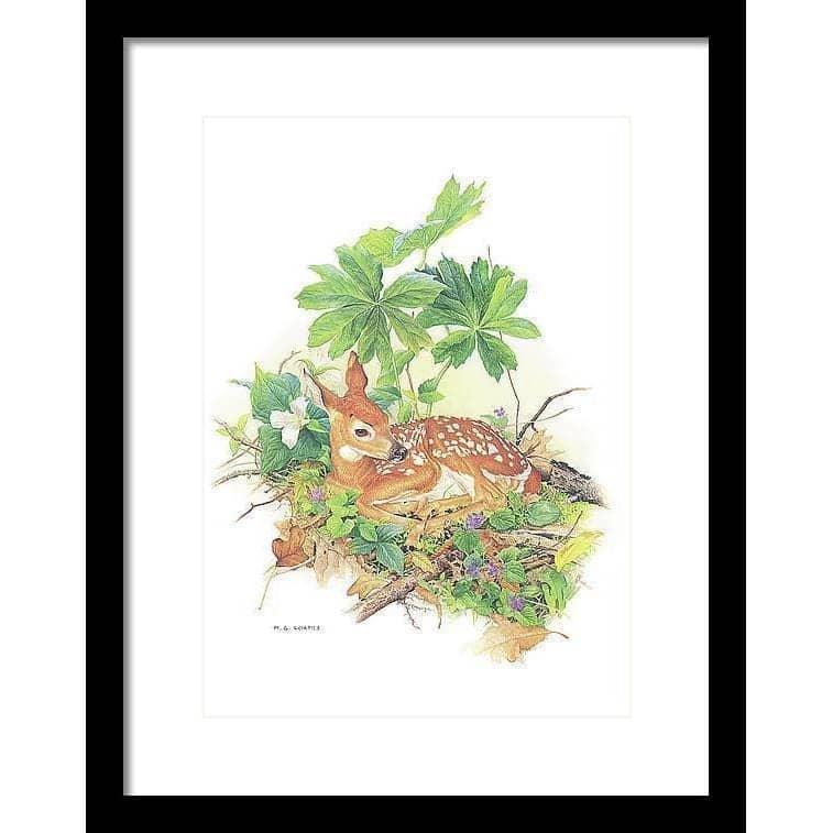 Fawn - Framed Print | Artwork by Glen Loates