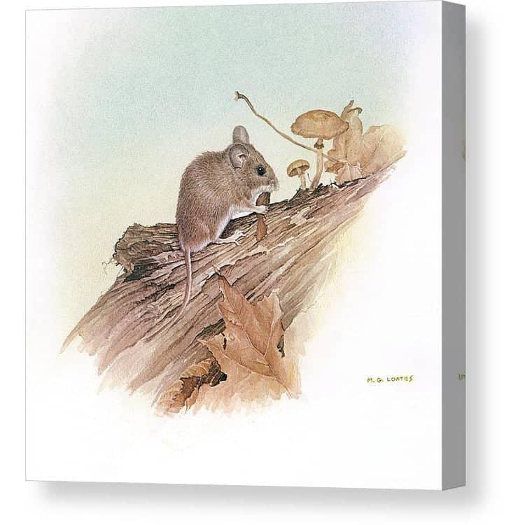 Field Mouse - Canvas Print | Artwork by Glen Loates