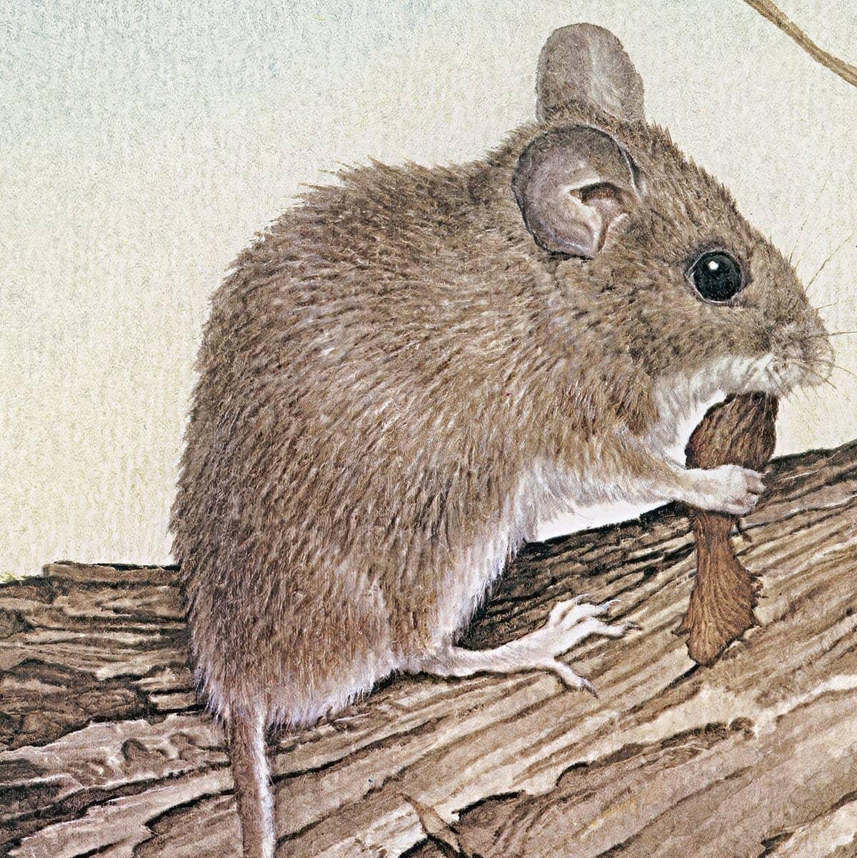 Field Mouse - Canvas Print | Artwork by Glen Loates